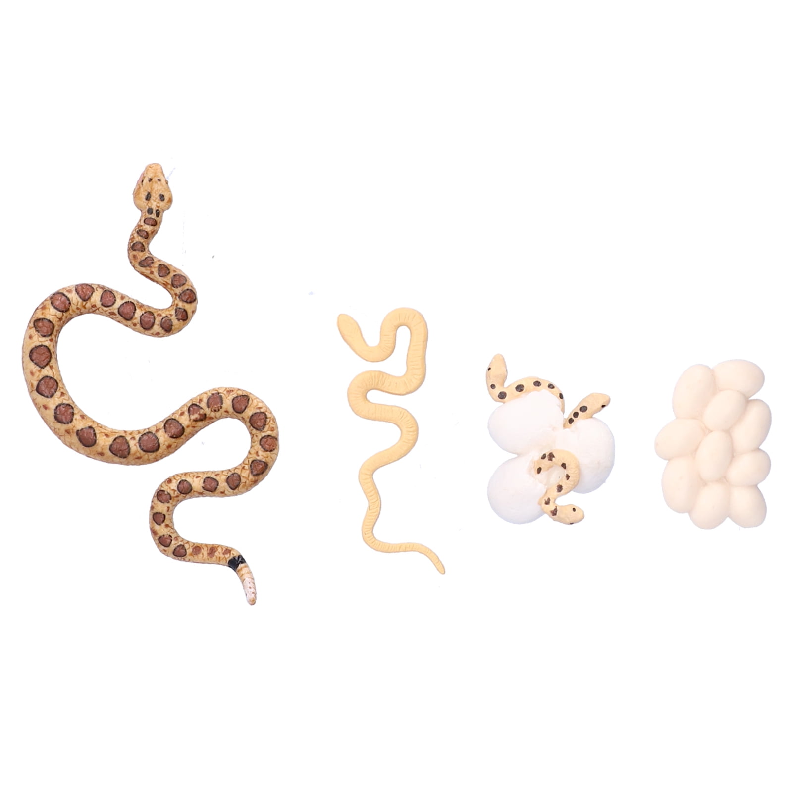 Rattlesnake Growth Cycle, Growth Stage Model Animal Growth Model 4pcs