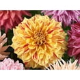 thumbnail image 2 of 40 Seeds Dahlia Mixture - Perennial, Pollinator Friendly, Heirloom,, Colorful Blooms for Garden, 2 of 6