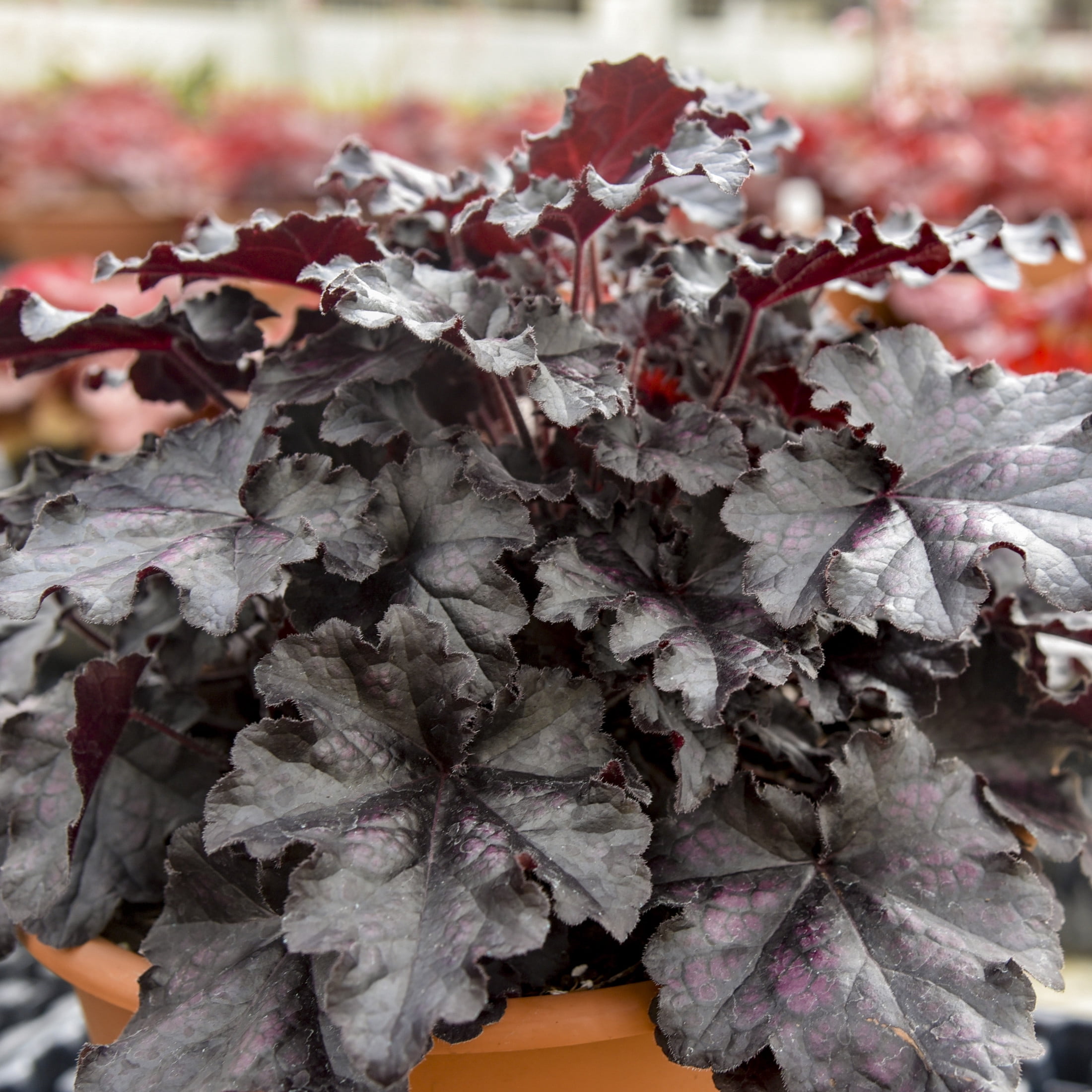 Proven Winners 6" Black Dolce 'Sultry Night' Coral Bells Live Plant in 6.5" Pot