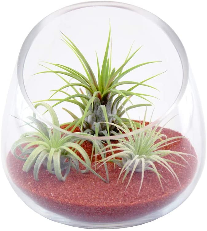 Complete Set Holiday Terrarium with live Air Plant 