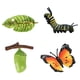 thumbnail image 2 of Modelo educativo del ciclo de los insectos y el crecimiento de las mariposas para niños, juguetes de aprendizaje de biología. B, 2 of 9