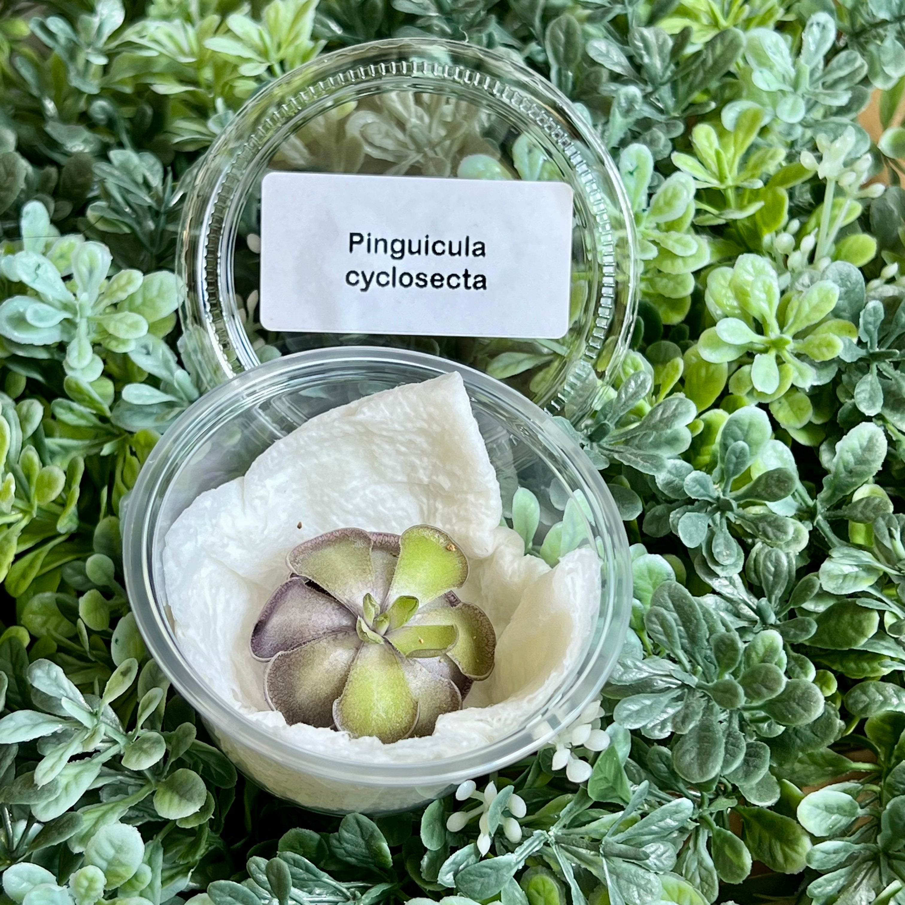 Bloomify Live Pinguicula cyclosecta – Rare Violet-Toned Mexican Butterwort, Rosette-Forming Carnivorous Plant, Effortless to Grow
