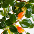 thumbnail image 4 of Rare Goldfish Plant Live, Vibrant Foliage, Year-Round Blooming, Live Indoor Houseplant 7 Inch Tall, 4 of 5