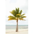 thumbnail image 2 of Karyn Millet 23x32 Gallery Wrapped Canvas Wall Art Titled - Beach Palm II, 2 of 4