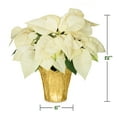 thumbnail image 5 of Plants and Blooms 14-16" White Poinsettia Live Plant in 6" Grower Pot with a Gold Pot Cover, House Plant, 5 of 6