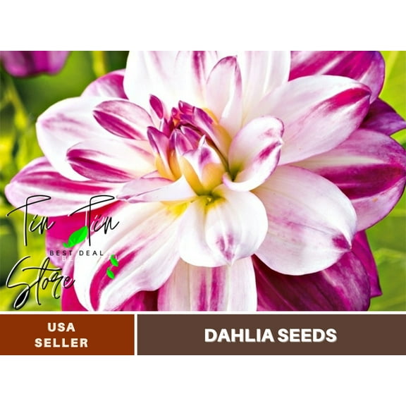 40  Seeds| Saint Martin Dahlia Perennial Seeds | Seeds, Herbal Seeds, Flower Seeds, GMO Free, Authentic Seed #D080