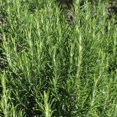 thumbnail image 6 of Rosemary Plants Live in 4 Inch Pot - Pack 2 Pots Blue Purple Rosemary Herb Plants Indoor Outdoor Garden, 4-6" Tall, 6 of 6