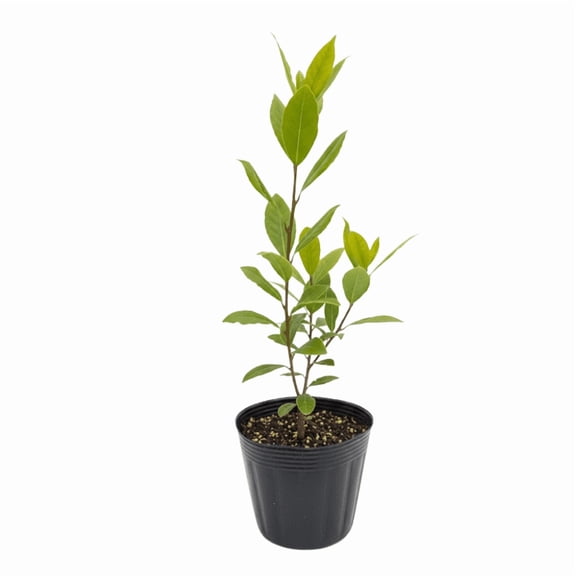 Bay Leaf Plant, Laurel Nobilis, Fragrant Leaves, Bay Leaf Tree Live Plant for Indoor Growing, 8 to 10 Starter Plant