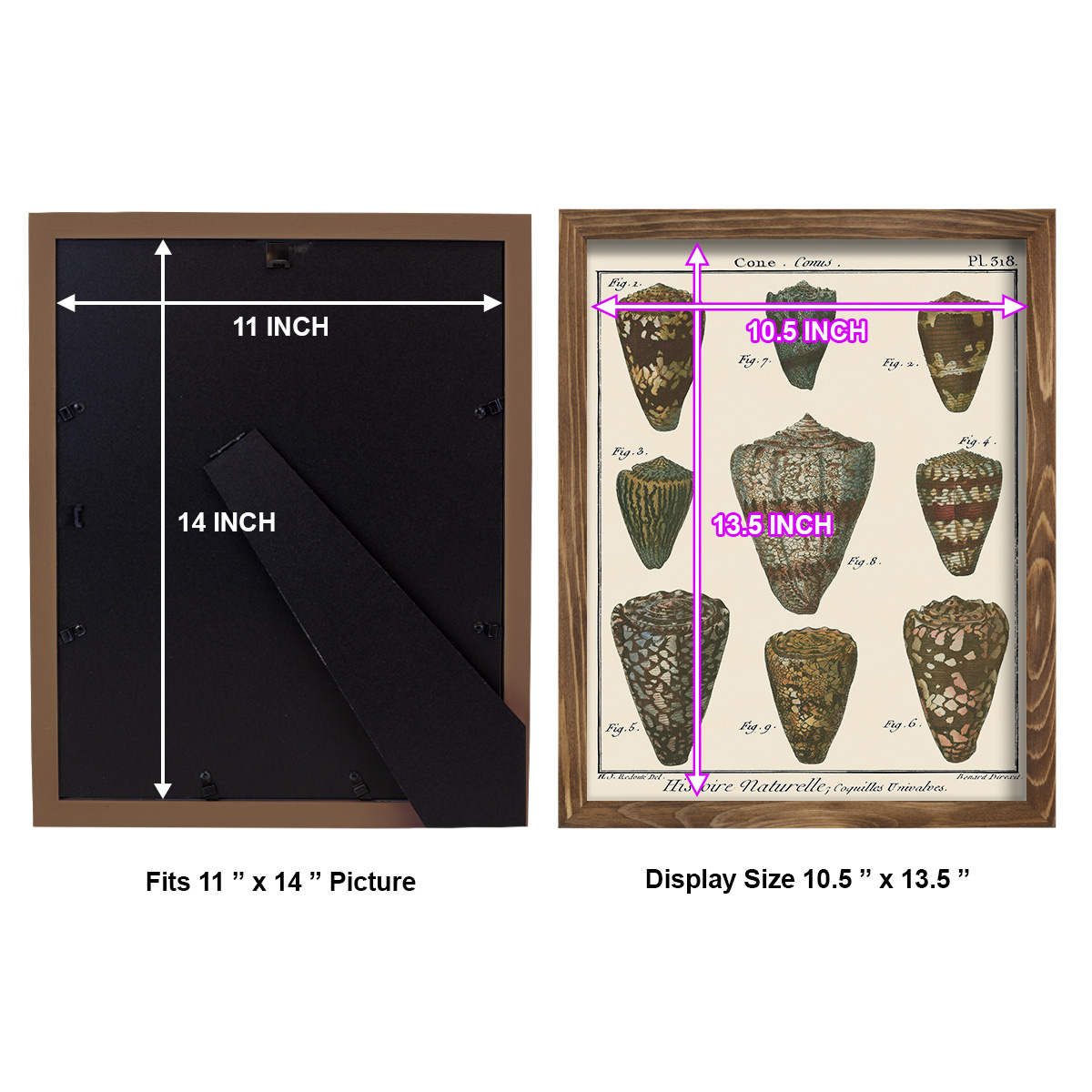 Cone Shell pl. 318 -Framed Print w/glass-Walnut
