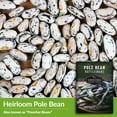 thumbnail image 2 of 3 Packs Rattlesnake Bean Seeds - Non-GMO Heirloom Full Sun Annual Vegetable, 2 of 6