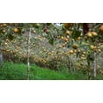 thumbnail image 4 of 10 * Seeds SWEET GRANADILLA Yellow Passionfruit Grenadia Sugar Fruit Passiflora Ligularis Huge Purple & White Flower Yellow Orange Fruit Vine Seeds, 4 of 11