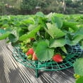 thumbnail image 2 of Strawberry Support Stand Holder Keeps Berries Off Ground Prevents Rot Mold Garden Growing Aid Set of 5(Red), 2 of 6