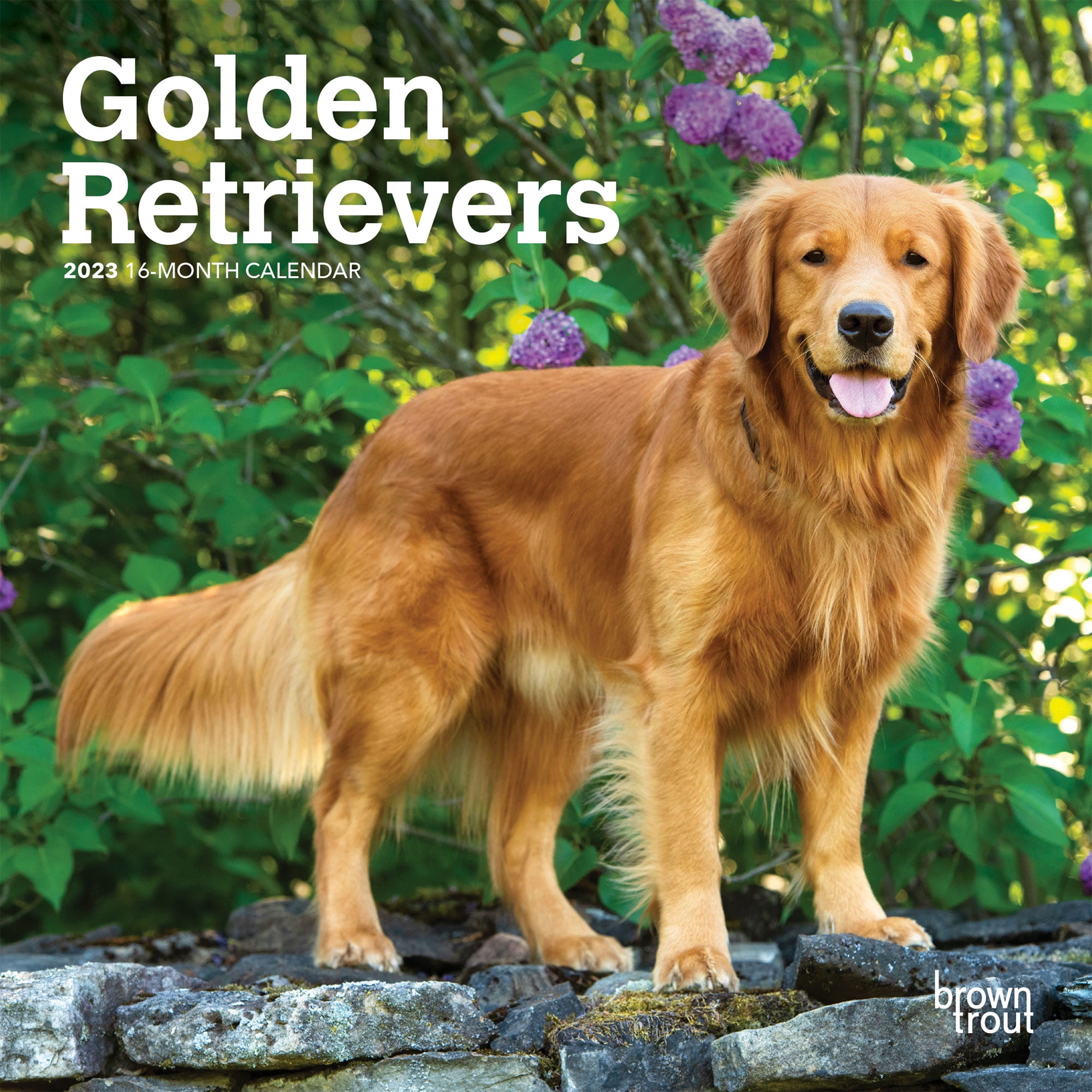 Golden Retrievers  2023 7x14" (Hanging) Mini Wall Calendar  BrownTrout - Walmart.com