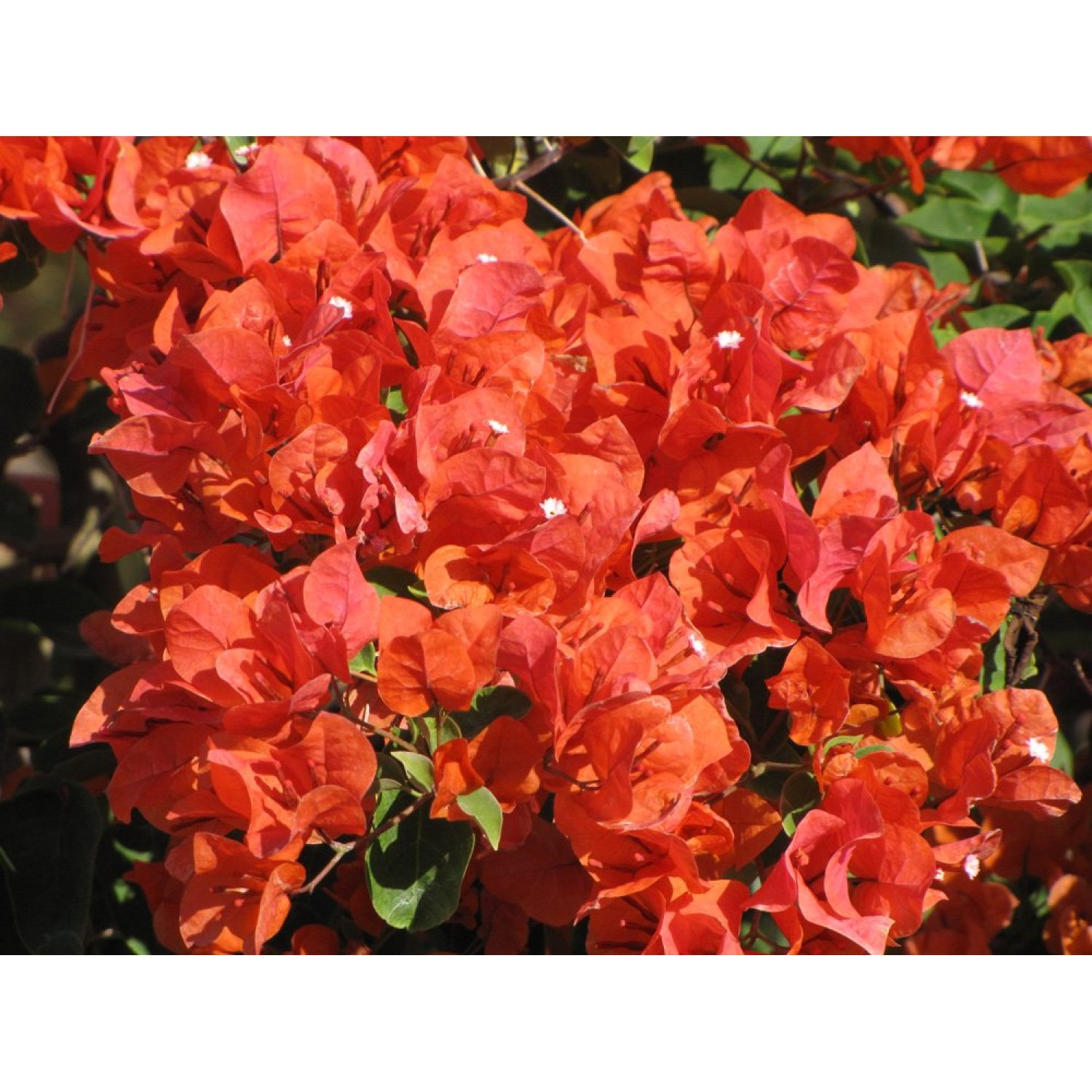 Bougainvillea 'Flame' Starter Plant
