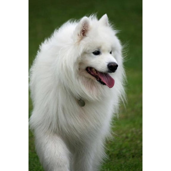 Samoyed : Notebook (Paperback)