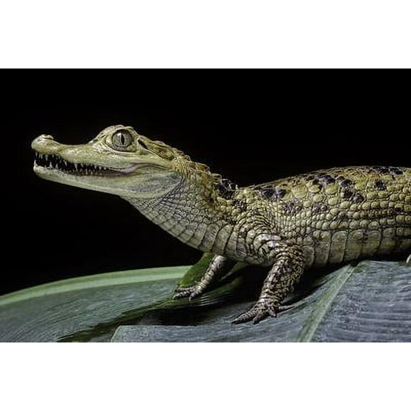 Caiman Crocodilus Spectacled Caiman, Animals Unframed Photographic Print Wall Art by Paul Starosta Sold by ArtCom