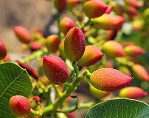 No Shell Pistachios, 2 Pounds — Raw, Bulk — by Food to Live