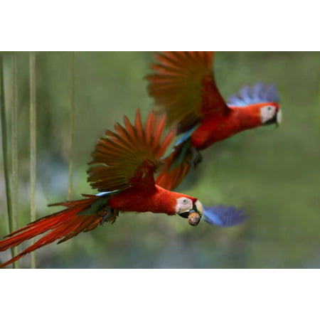 Scarlet Macaw pair flying with palm fruit Costa Rica Poster Print by Tim