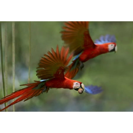 Palm Costa Rica Scarlet Macaw pair flying with palm fruit Costa Rica Poster Print by Tim Fitzharris ()