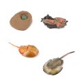 thumbnail image 1 of Vogacara 1 Juego de modelo de gusano de pala, Material plástico Premium, figuritas de insectos significativas, modelos de crecimiento educativo temprano Juguetes Educativos limulus NO10 Vogacara FN010083-09, 1 of 1