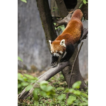 A Red Panda Goes Down from a Tree in a Wildlife Reserve of India Print Wall Art By Roberto (Best Places For Wildlife Photography In India)