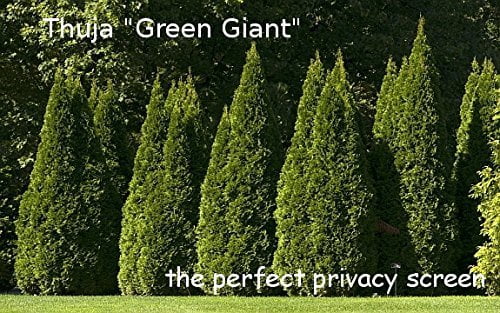 Thuja Arborvitae Green Giant - 10 Live Quart Size Plants - Evergreen Privacy Trees