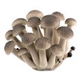 thumbnail image 2 of Paokuoon Mushroom Figure Colorful Mushroom Figure Mini Landscape Decor Ornament Fadeless Simulation Mushroom, 2 of 7