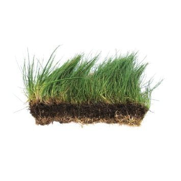 Dwarf Hairgrass on 3 x 5 mat - Foreground Carpet Aquarium (Best Substrate For Dwarf Hairgrass)