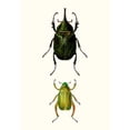 thumbnail image 2 of Blanchard 18x24 Gold Ornate Wood Framed with Double Matting Museum Art Print Titled - Entomology Series IV, 2 of 4