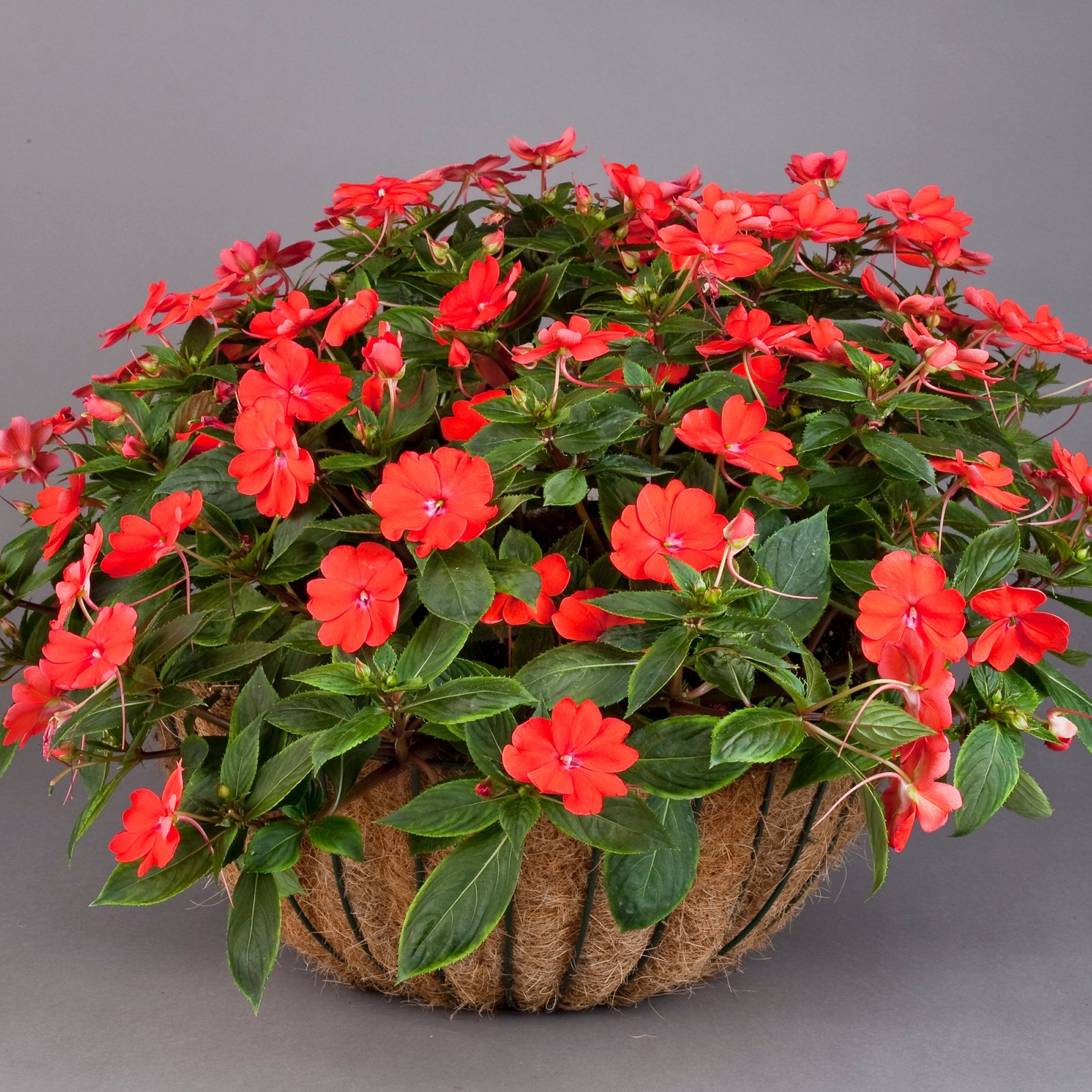 2.5 in. Sunpatiens Vigorous Corona Live Annual Plant with Orange-Red Flowers (6-Pack)