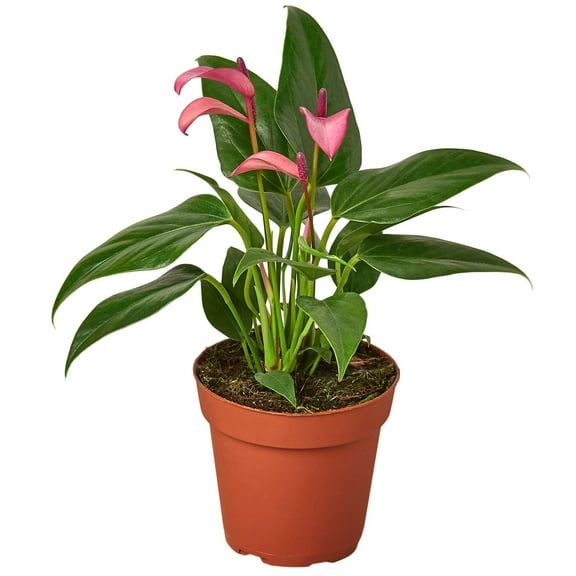 Anthurium Purple Live Plant for Indoor | Different Houseplants in 4'' & 6'' Pot | Real House Plant for Living Room, Office, Desk & Bathroom | Flamingo Flower | Tailflower