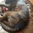 thumbnail image 3 of 3-pack Fe Dog Sry Pants, Washable Reusable Care Pet Pants, Anti-harassment Pants For S, 3 of 4