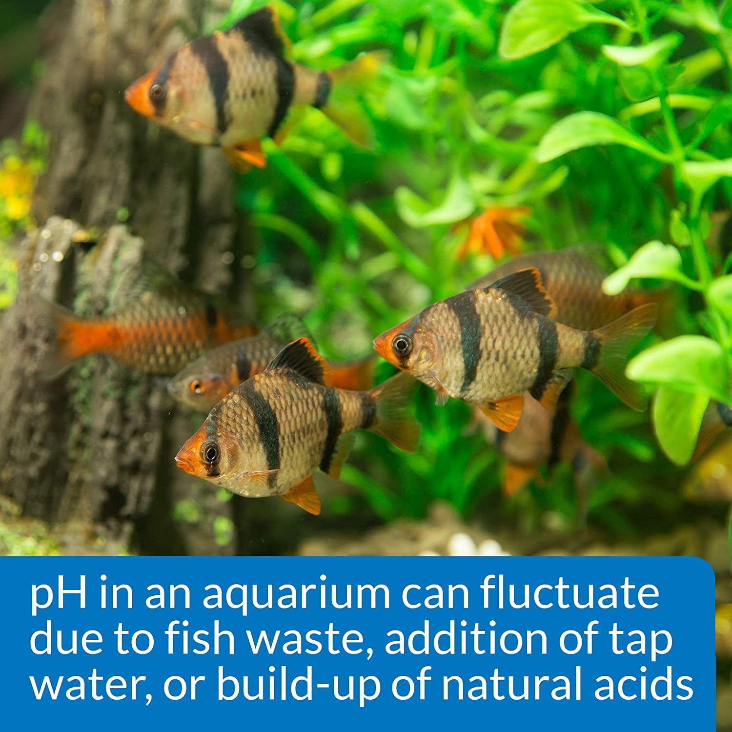 API pH Test and Adjuster Kit for Freshwater Aquariums [Aquarium pH Treatments, Aquarium Water Test Kits, Aquarium Supplies] 3 count