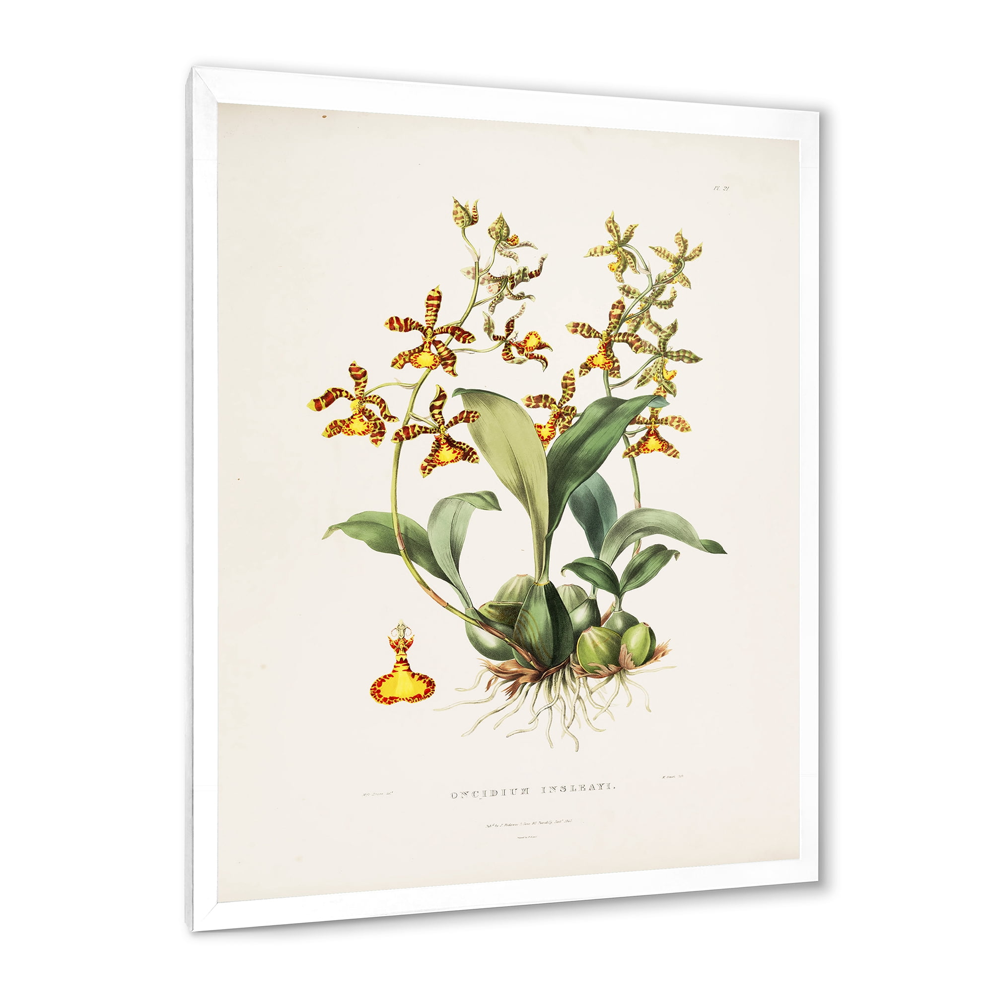 Designart 'Ancient Flower I' Traditional Framed Art Print