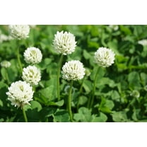 Dutch White Clover Seed - 1 Lb of Seed - Great from Food Plot, Cover Crop, Pasture Mix - Perennial White Clover