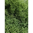 thumbnail image 3 of Super Moss 21703 2 oz Forest Reindeer Moss, 3 of 3