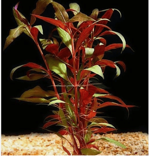 Alternanthera Reineckii Scarlet Temple Live Aquarium Plant – Red Freshwater Bunch Plant