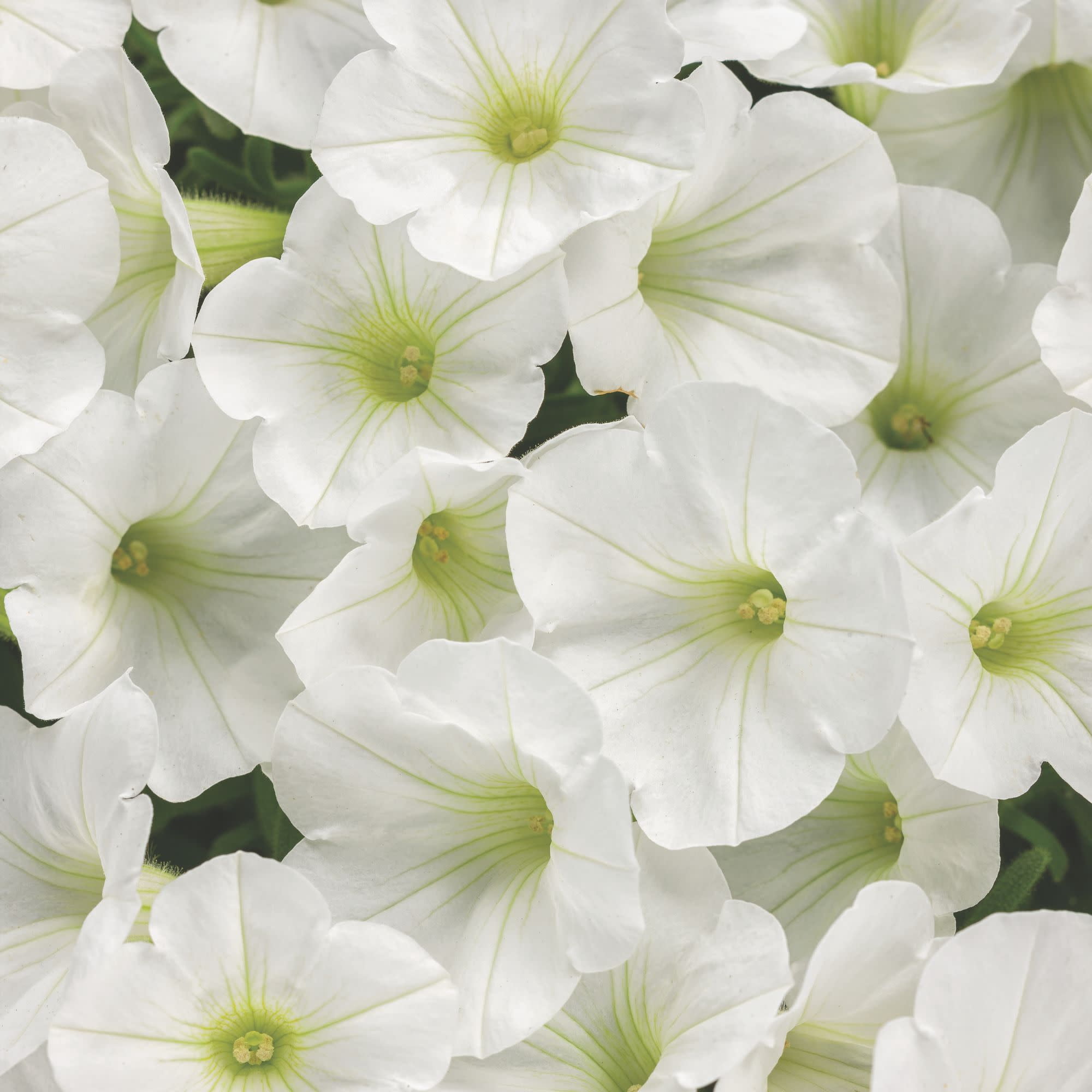 Proven Winners 4" Supertunia Mini Vista White Petunia Live Plant in 4.25" Pot (4 Count)