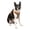 Orange, variant on Kurgo Journey Air Dog Harness, Vest Harnesses for Dogs, Pet Hiking Harness for Running & Walking, Reflective, Padded, Includes Control Handle, No Pull Front Clip (Coral, Large)