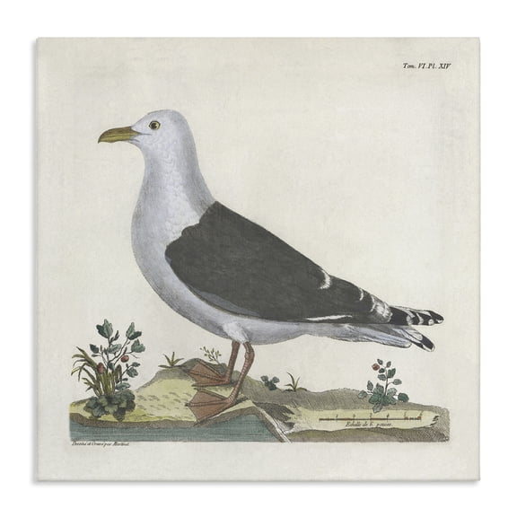 Stupell Industries Vintage Seagull Study Diagram Animals Painting Wrapped Canvas Canvas Art Print Wall Art, 17 x 17