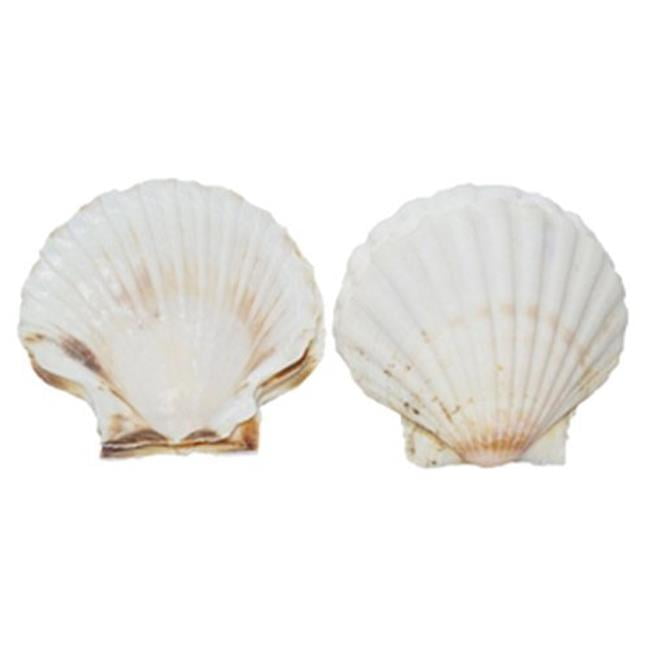 12 Irish Flat Scallops Shells Seashells 3-4" Crafts Beach Cottage Nautical Deco 