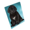 thumbnail image 1 of Couverture pour Chien Terre-Neuve BLNKT92019, 1 of 3