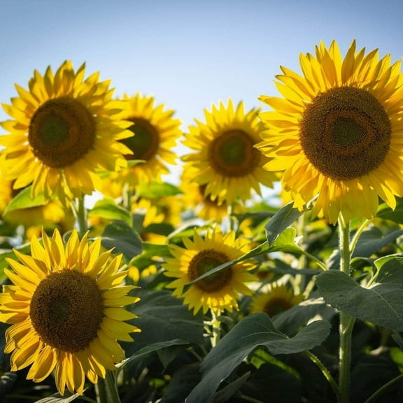 20 pcs sunflower seeds giant sunflower rare flower seeds for home garden planting sunflower seed birds