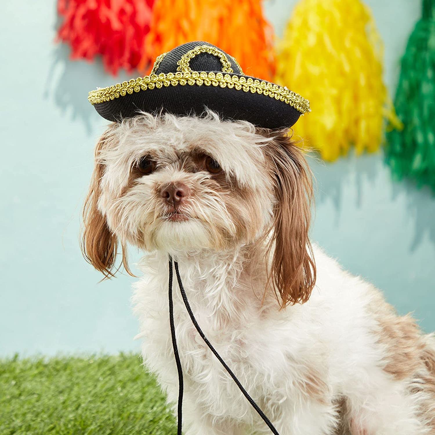 Mini Dog Sombrero Party Hat for Cinco 
