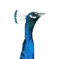 thumbnail image 3 of Popp, Grace 13x18 Black Modern Framed Museum Art Print Titled - Peacock Portrait I, 3 of 5