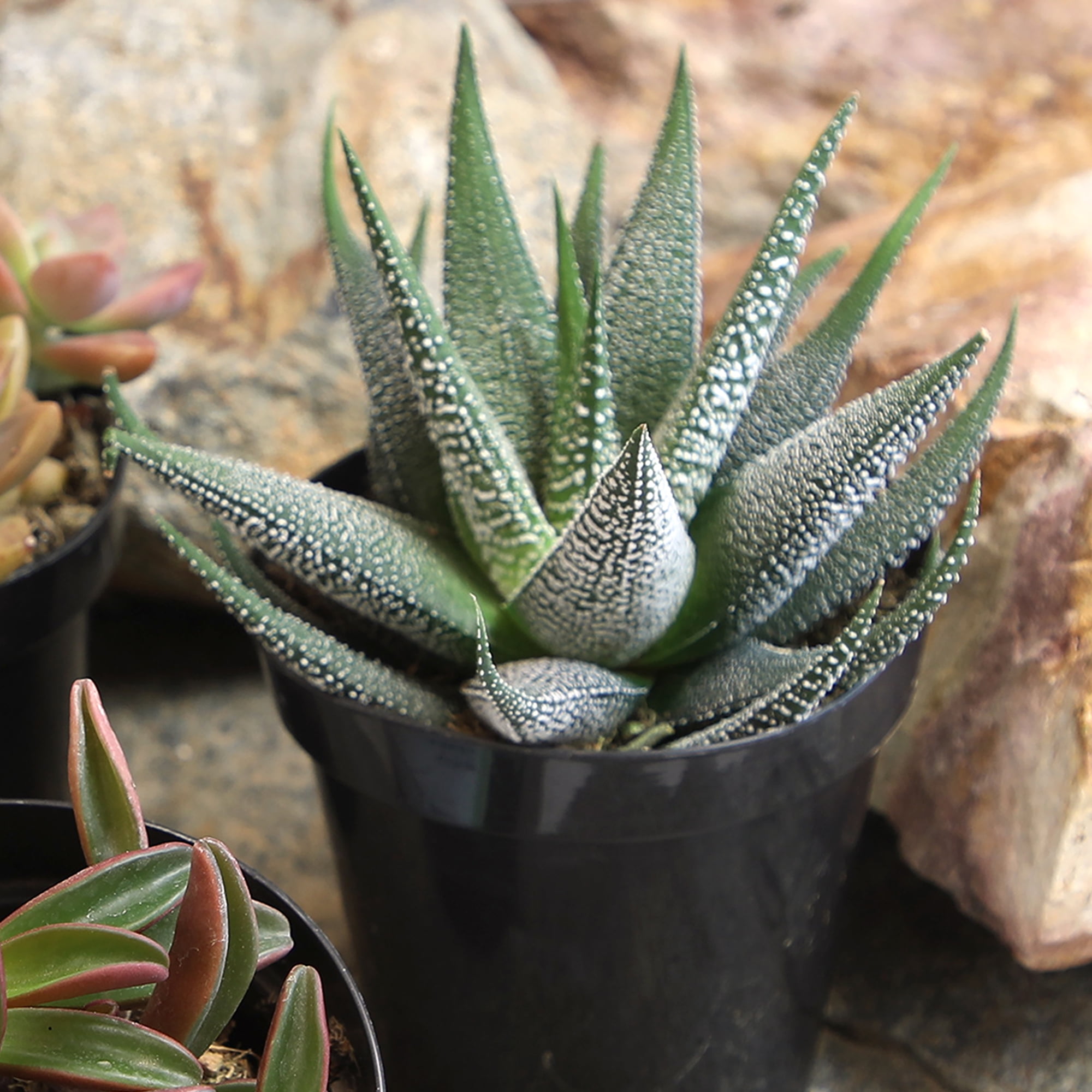 Element Live Plant Succulent Assorted Varieties and Colors in 4in Pot