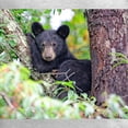 thumbnail image 3 of CafePress - Bear Cub Relaxing In Tree Long Sleeve T Shirt - Unisex Cotton Long Sleeve T-Shirt, 3 of 4
