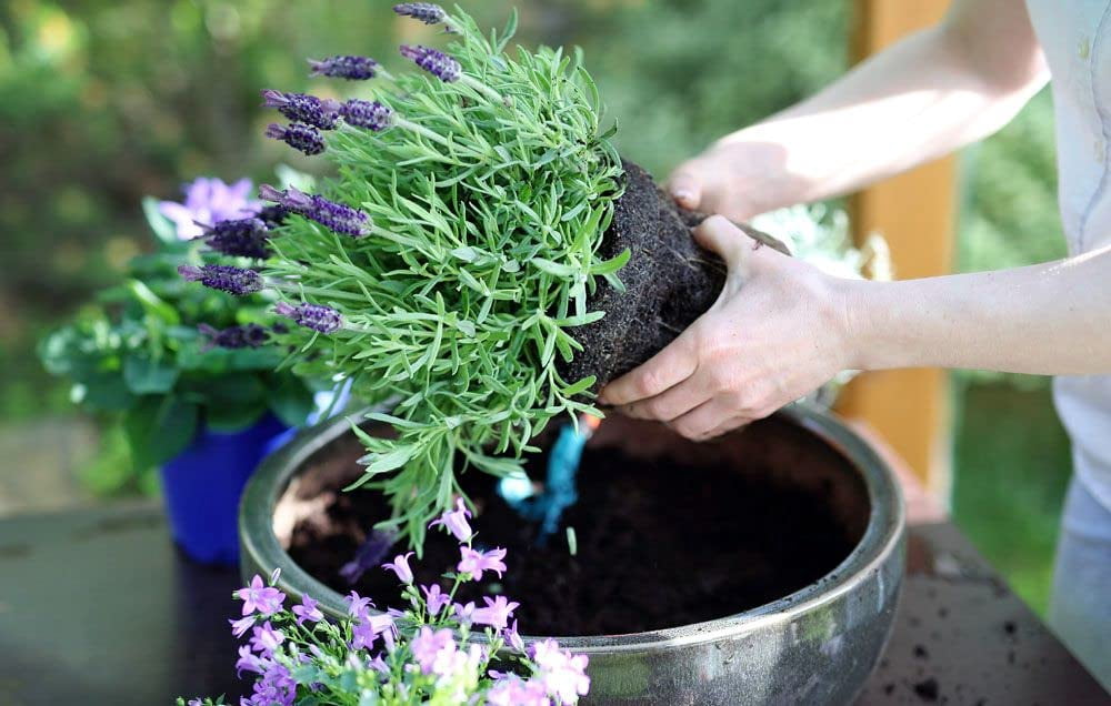 ⭐ Gardenera Labs Moisture Control Potting Mix - Keep Your Plants Happy and Hydrated! 💦🌸 - 10 QUART BAG