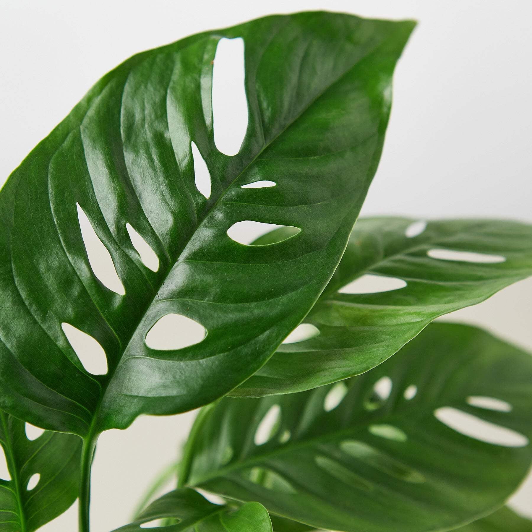 Monstera Adansonii 'Swiss Cheese', 4" Pot, Indoor Houseplant, Easy Care, Live Plant for Indoor & Outdoor