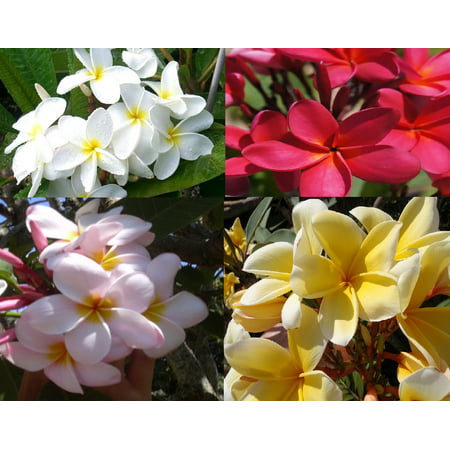 Set of 4 100% Hawaiian Plumeria (Frangipani) Plant Cuttings  Discount Hawaiian GIfts (Best Plant To Gift)